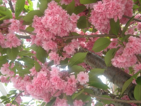 Pohled do koruny stromu - sakura